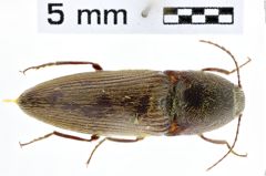 Foto (Dorsalansicht) von Priopus politoides (Platia & Schimmel, 2004)